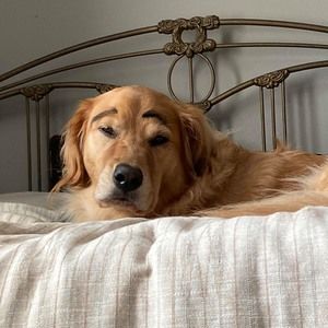 Meet your Posher, Owen